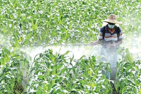 玉米花粒期施肥排水管理方法，可巧追攻粒肥