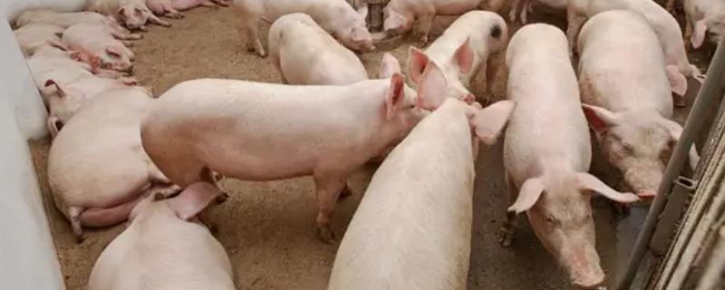 如何让育肥猪快速生长，定时定量喂食能促进消化和吸收