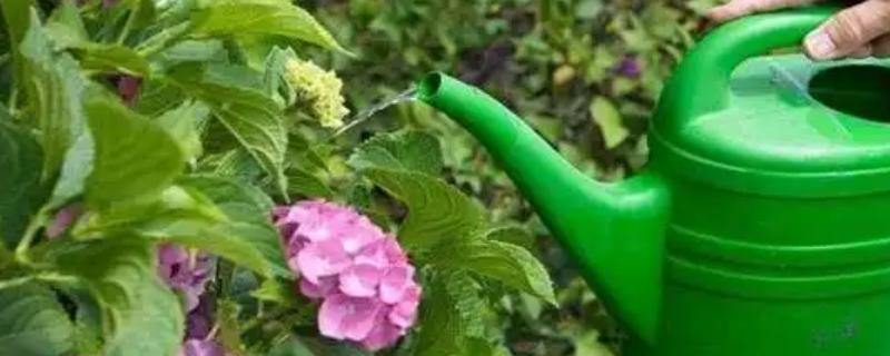 阿司匹林对植物有什么作用，可延长花期、增加叶色、加快生根发芽的速度