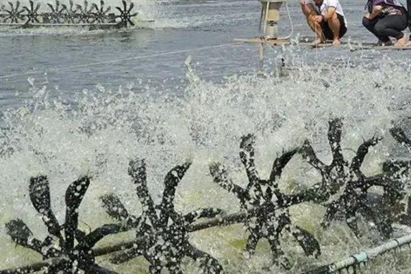 土塘养虾的方法，养成初期换水次数要少