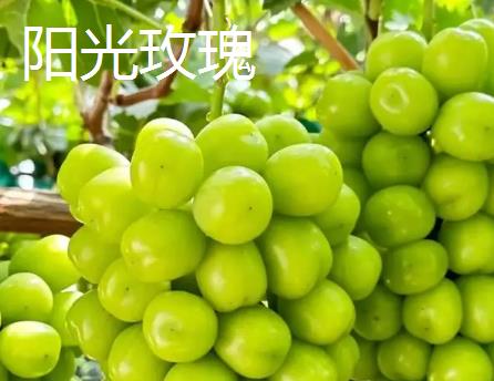 水晶葡萄与阳光玫瑰有什么区别，外观、口感、产地均不同