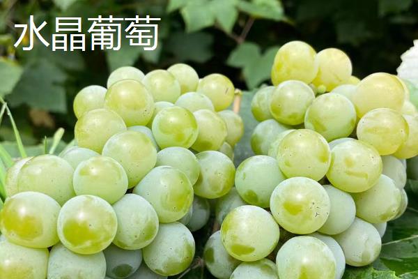 水晶葡萄与阳光玫瑰有什么区别，外观、口感、产地均不同