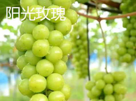 水晶葡萄与阳光玫瑰有什么区别，外观、口感、产地均不同