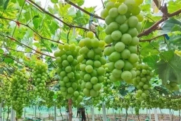 水晶葡萄与阳光玫瑰有什么区别，外观、口感、产地均不同