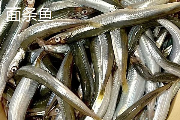 面条鱼是银鱼吗，面条鱼和银鱼并不一样