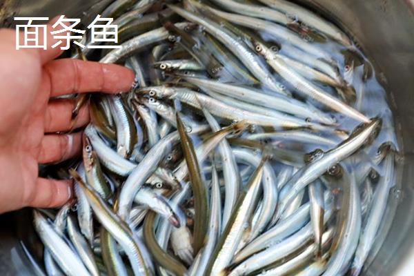 面条鱼是银鱼吗，面条鱼和银鱼并不一样