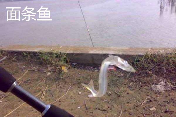 面条鱼是银鱼吗，面条鱼和银鱼并不一样