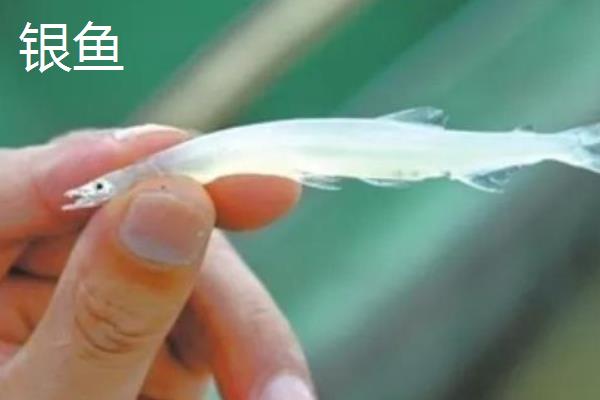 面条鱼是银鱼吗，面条鱼和银鱼并不一样