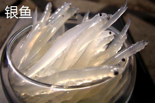 面条鱼是银鱼吗，面条鱼和银鱼并不一样