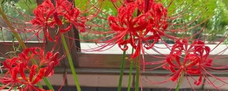 石蒜休眠期要浇水吗，石蒜休眠期无需浇