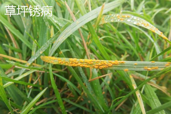 草坪病虫害防治用药，主要药物有呋喃丹、西维因等
