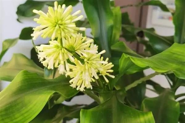 螺纹铁开花有没有毒，其香味比较浓郁但没有毒性
