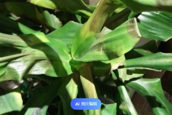 螺纹铁开花有没有毒，其香味比较浓郁但没有毒性