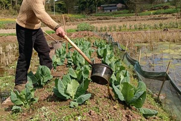 包菜的种植方法，在冬季育苗的话要注意做好保温工作