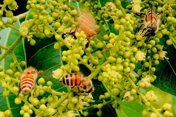 蜂蜜是蜜蜂拉出来的还是吐出来的，是蜜蜂吐出来的