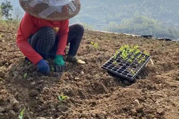 为什么果树、蔬菜等带土移栽成活率高，主要原因是保护了幼根和根毛