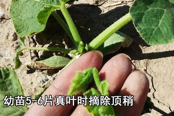 甜栗王南瓜的种植方法，通常都会采用宽行平台的栽培方法