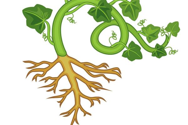 甜栗王南瓜的种植方法，通常都会采用宽行平台的栽培方法