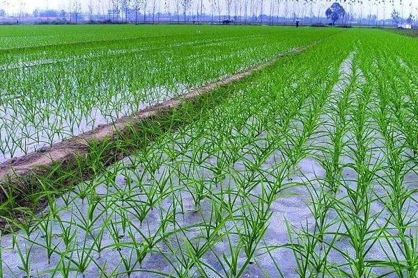 秋播大蒜双膜覆盖技术，适宜播期在9月下旬至10月上旬