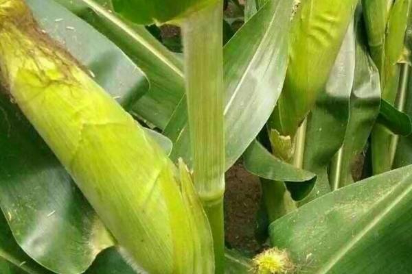 兴糯985玉米种子特征特性，适宜播种期4月末至5月初播种