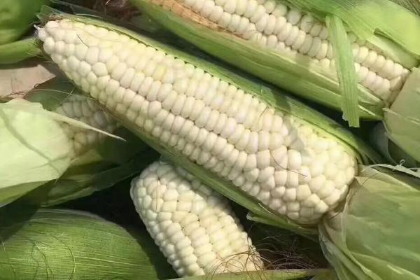 鲁育3号玉米种子简介，出苗至成熟135.6天
