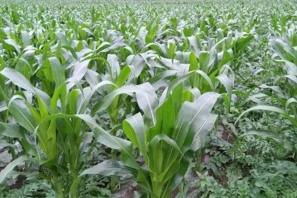 鲁育3号玉米种子简介，出苗至成熟135.6天