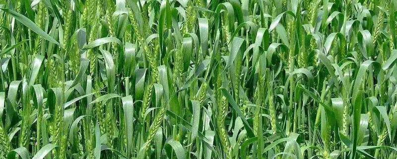 津农鉴1801小麦品种的特性，中抗叶锈病