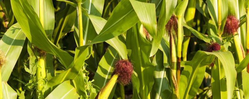 C5118玉米种子简介，出苗至成熟132.6天