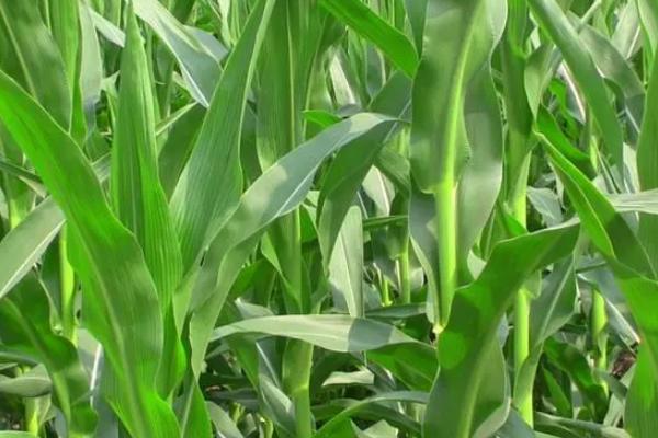 C5118玉米种子简介，出苗至成熟132.6天