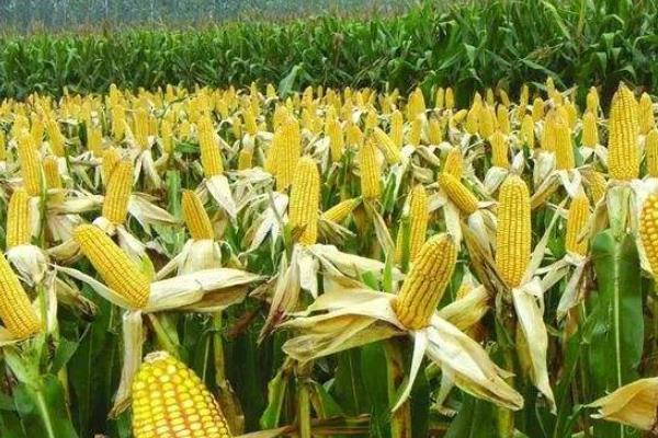 JD520玉米品种简介，中抗大斑病（5MR）
