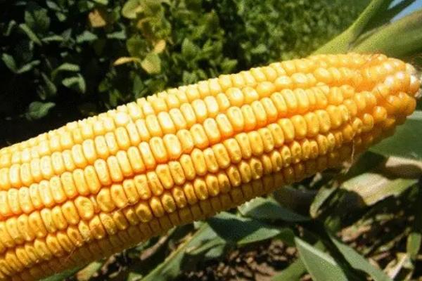 度小白3号玉米种子介绍，中抗灰斑病（5MR）