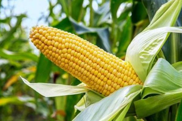 辰诺319玉米种子介绍，适宜播种期4月下旬～5月上旬