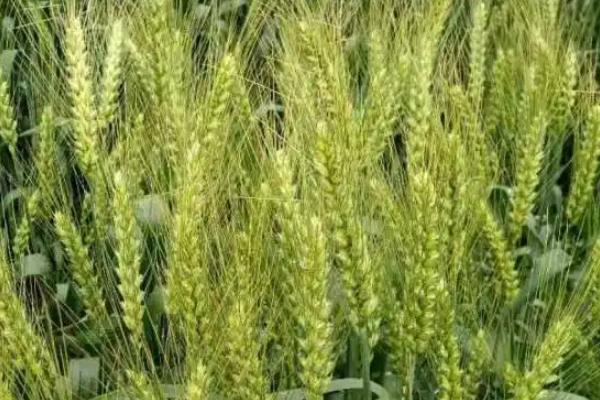 晋太184小麦品种简介，生育期245天