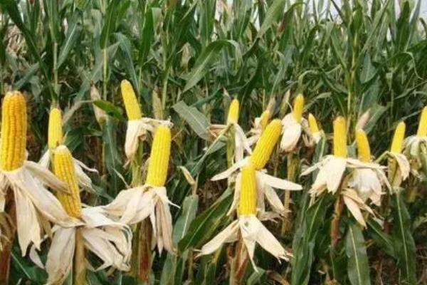 C5118玉米种子简介，出苗至成熟132.6天
