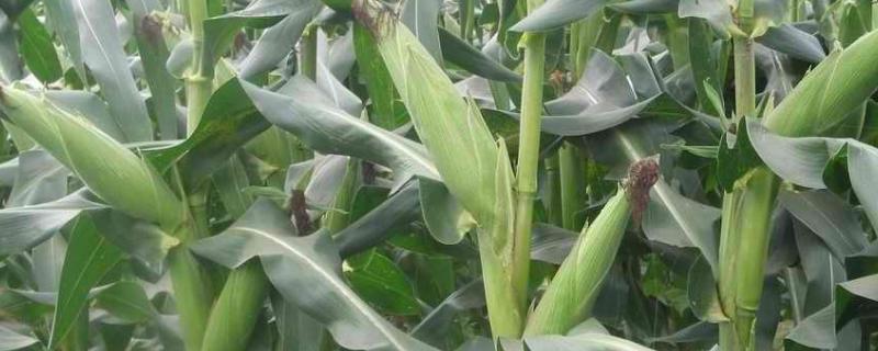 JD520玉米品种简介，中抗大斑病（5MR）