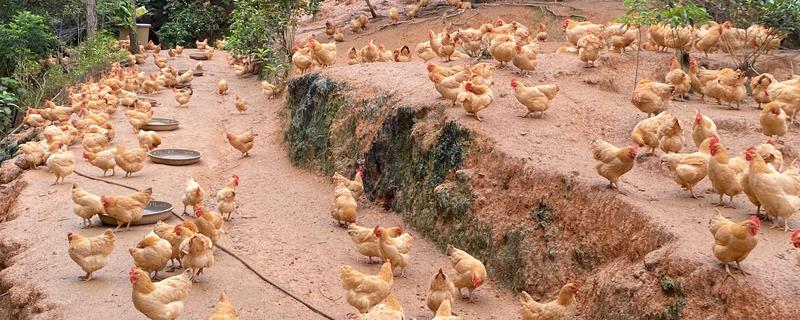 三黄鸡如何养殖，其饮水量是采食量的2-3倍