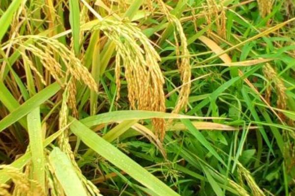 兴隆1号水稻品种的特性，注意加强稻瘟病防治