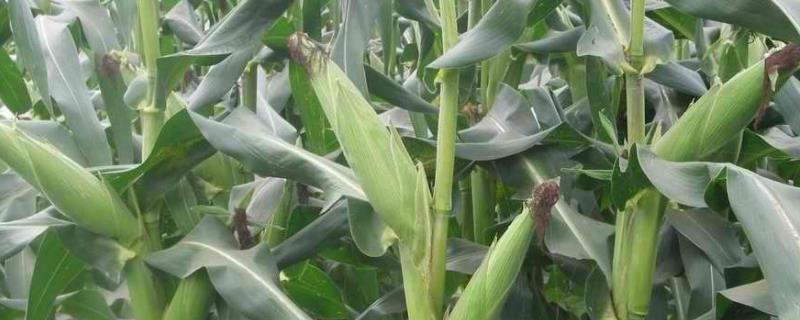 丰平108玉米种子特征特性，中抗茎腐病
