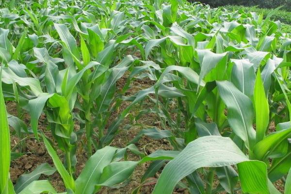 D1399K玉米品种简介，密度4000株/亩左右
