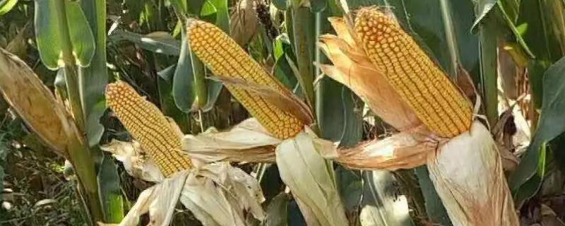 D1399K玉米品种简介，密度4000株/亩左右