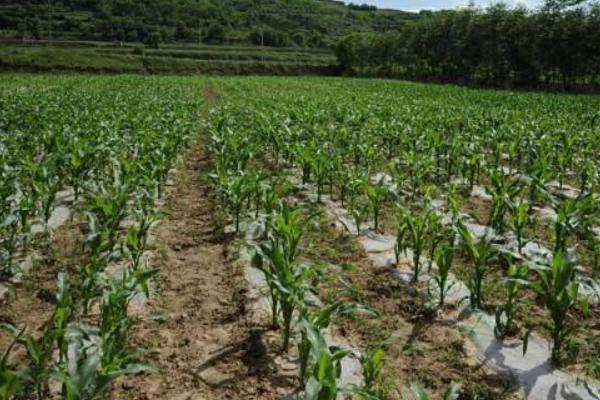熙研6号玉米种子简介，适宜在肥力中上等的地块种植