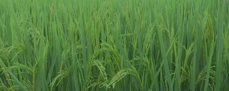 兴育7号水稻种子简介，提高抗逆性