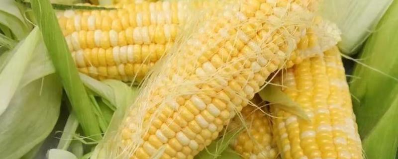种旺220玉米品种的特性，中抗大斑病