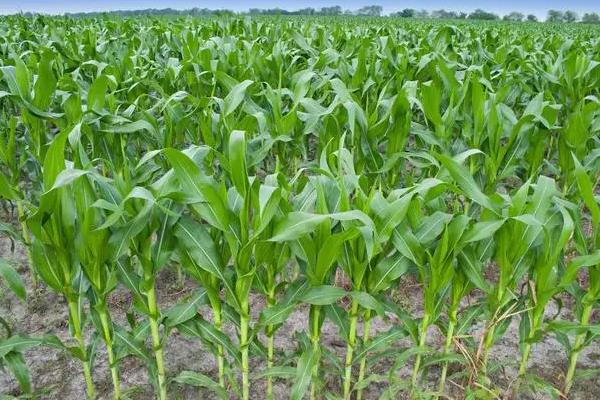 D1399K玉米品种简介，密度4000株/亩左右