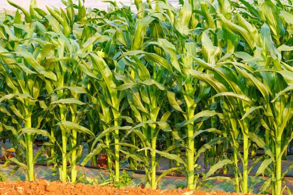 G1568K玉米种子特点，密度4000株/亩左右