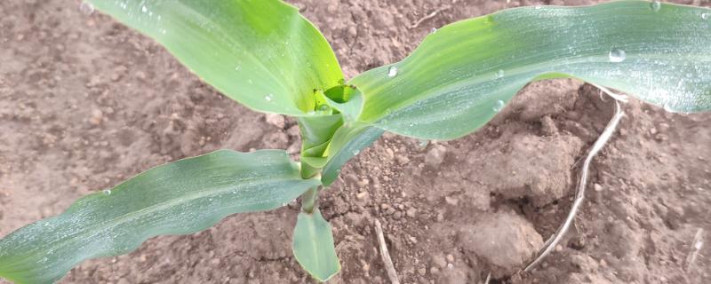 G1568K玉米种子特点，密度4000株/亩左右
