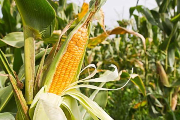 G1568K玉米种子特点，密度4000株/亩左右
