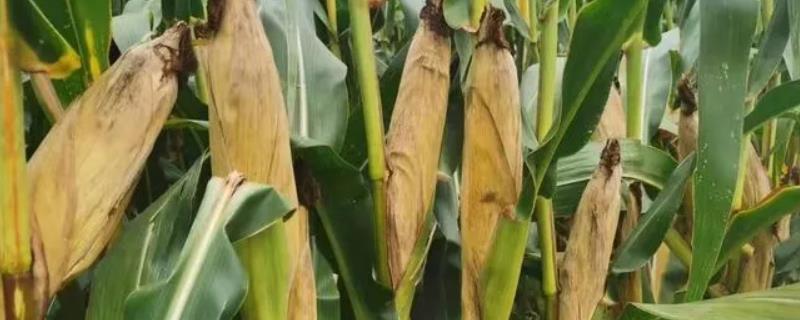 沈丰398玉米种子简介，高抗茎腐病