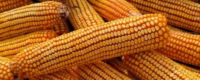 禾惠6号玉米种子特征特性，适宜在肥力中上等的地块种植