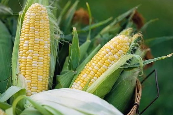 佳欣557玉米种子简介，中抗大斑病